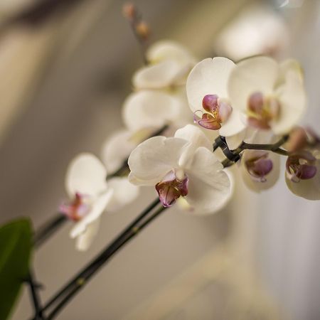 Trastevere Royal Suite Roma Ngoại thất bức ảnh